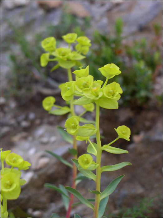 Euphorbia nicaeensis