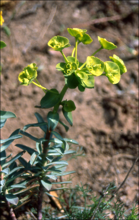 Euphorbia nicaeensis