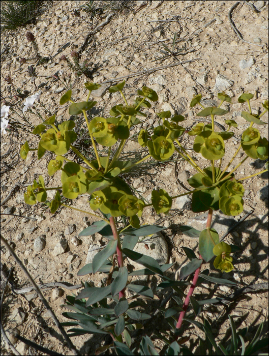 Euphorbia nicaeensis