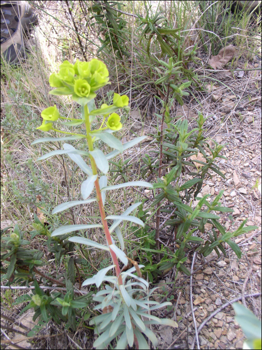 Euphorbia nicaeensis