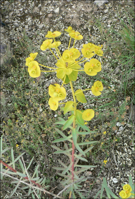 Euphorbia nicaeensis