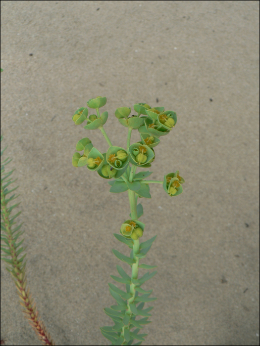 Euphorbia paralias L.