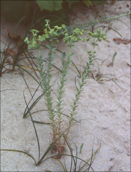 Euphorbia paralias L.