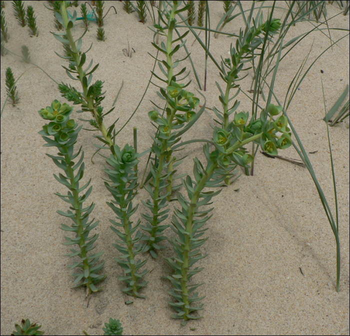 Euphorbia paralias L.