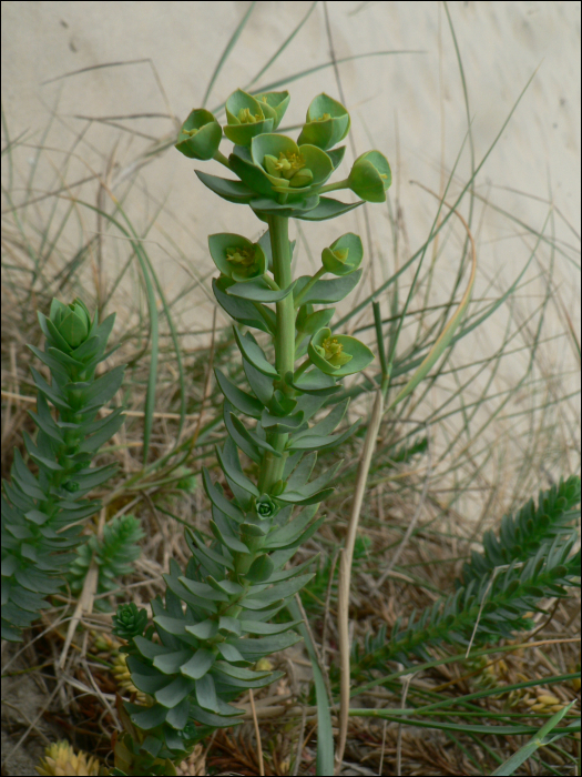 Euphorbia paralias L.