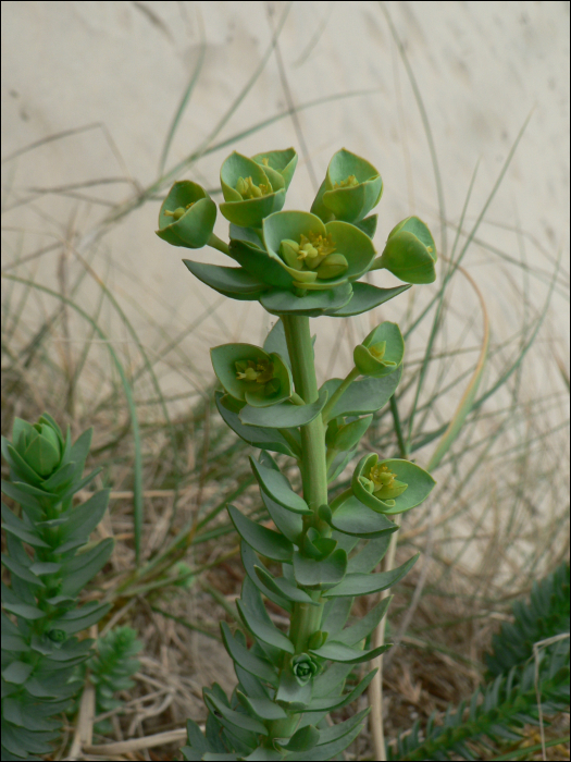 Euphorbia paralias L.