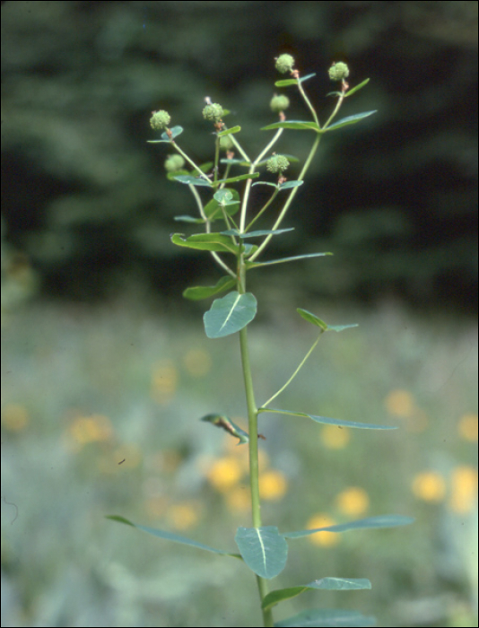 Euphorbia peplus L.