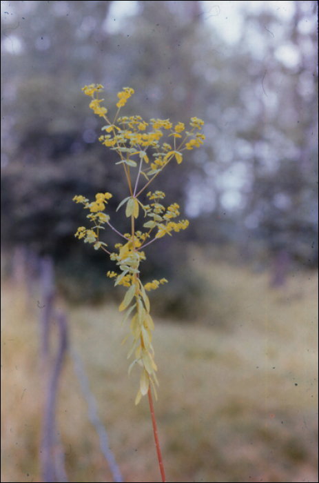 Euphorbia platyphyllos L.