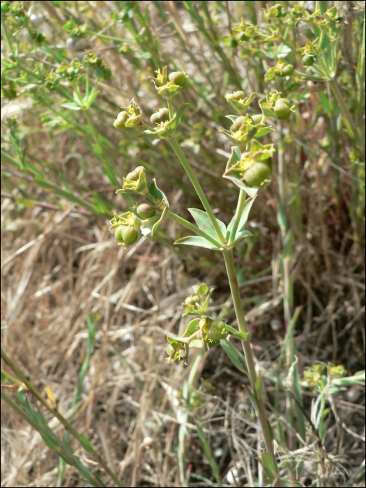 Euphorbia segetalis