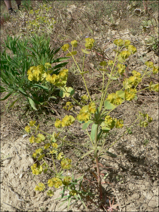 Euphorbia segetalis