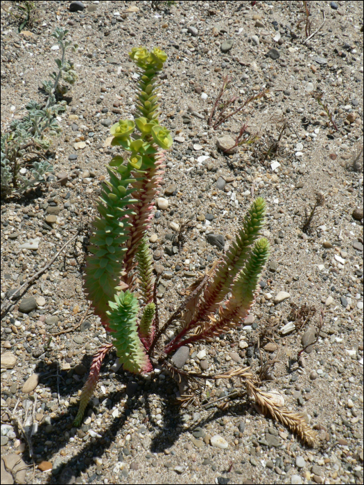 Euphorbia seguieriana