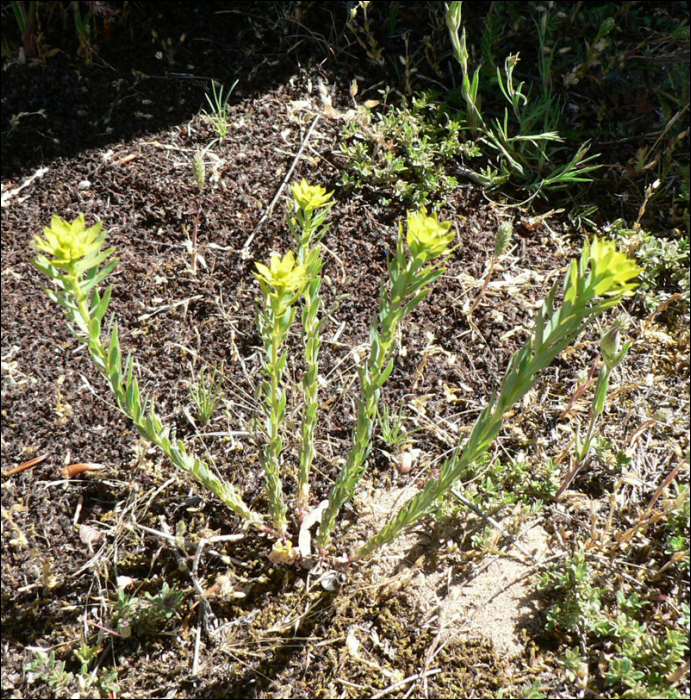 Euphorbia seguieriana