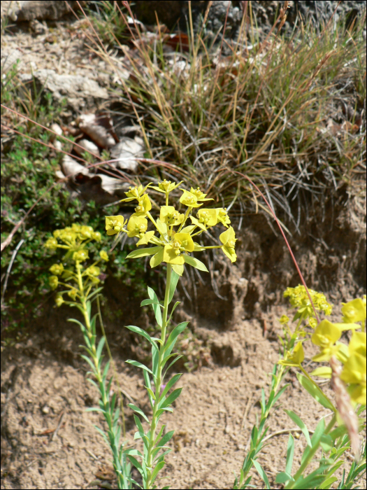 Euphorbia seguieriana