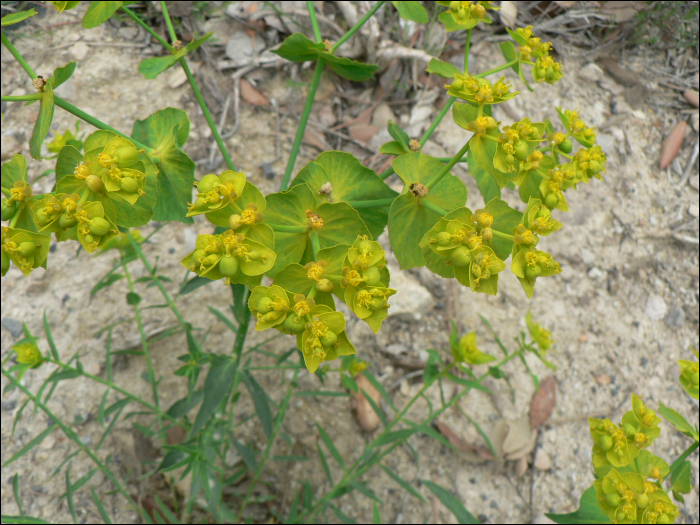 Euphorbia serrata