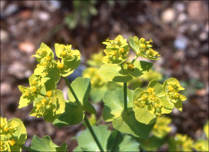 Euphorbia serrata