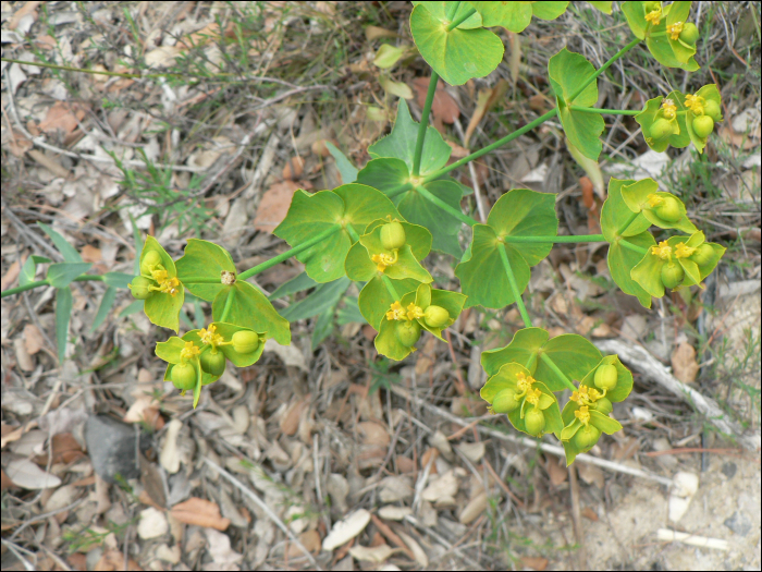 Euphorbia serrata