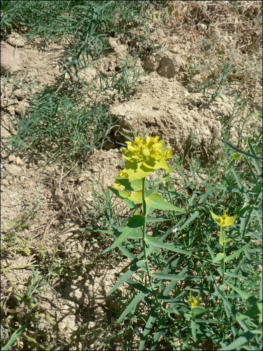 Euphorbia serrata