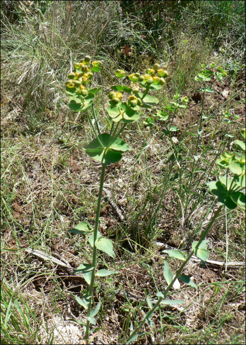 Euphorbia serrata