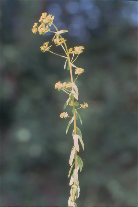 Euphorbia stricta L.