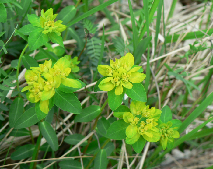 Euphorbia verrucosa Jacq.