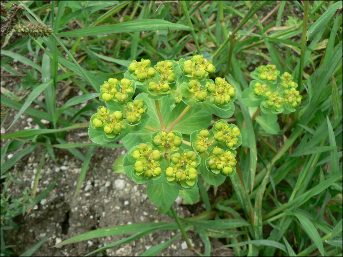 Euphorbia verrucosa Jacq.