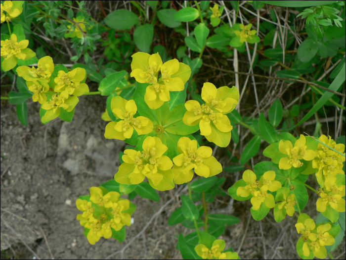 Euphorbia verrucosa Jacq.