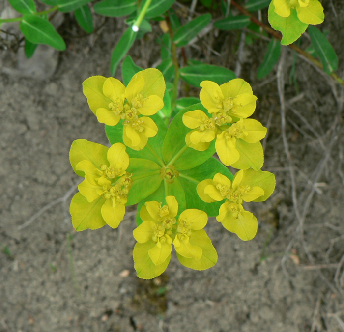Euphorbia verrucosa Jacq.