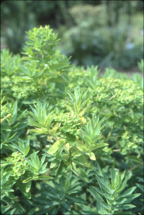 Euphorbia villosa Willd.