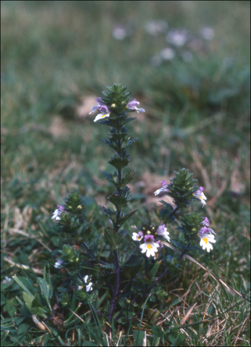 Euphrasia minima DC