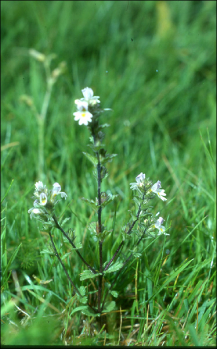 Euphrasia rostkoviana Hayne (=Euphrasia officinalis L) 