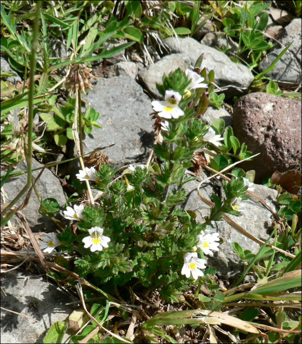 Euphrasia rostkoviana Hayne (=Euphrasia officinalis L) 