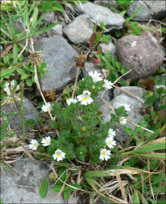 Euphrasia rostkoviana Hayne (=Euphrasia officinalis L) 