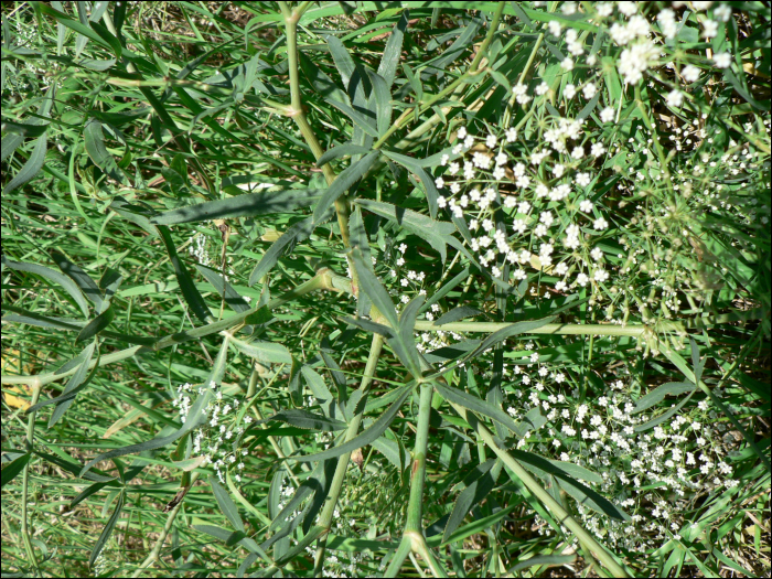 Falcaria vulgaris