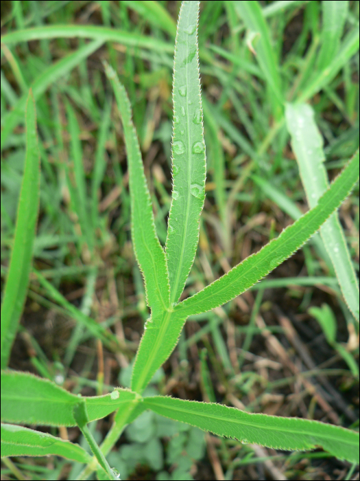 Falcaria vulgaris