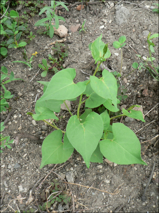 Fallopia convolvulus Holub (=Polygonum convolvulus)