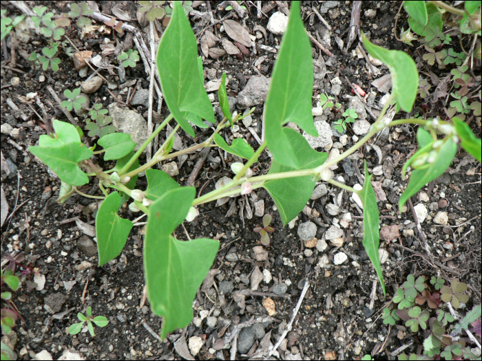 Fallopia convolvulus Holub (=Polygonum convolvulus)