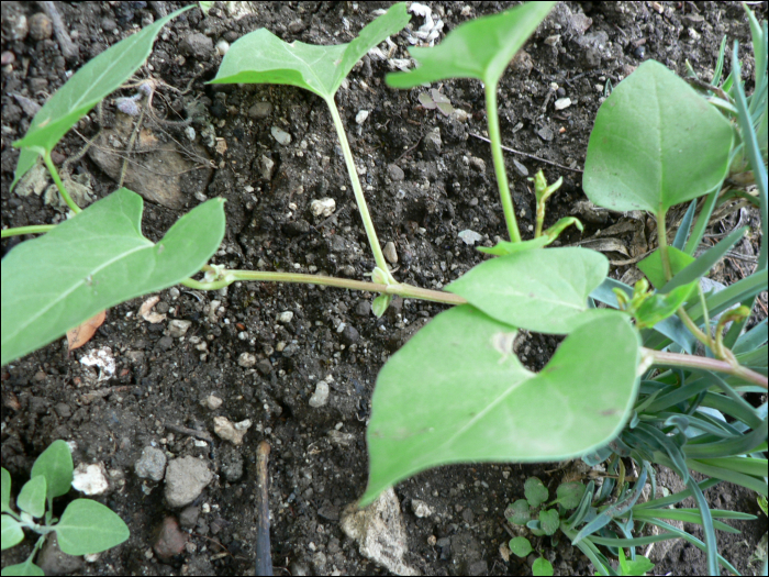 Fallopia convolvulus Holub (=Polygonum convolvulus)