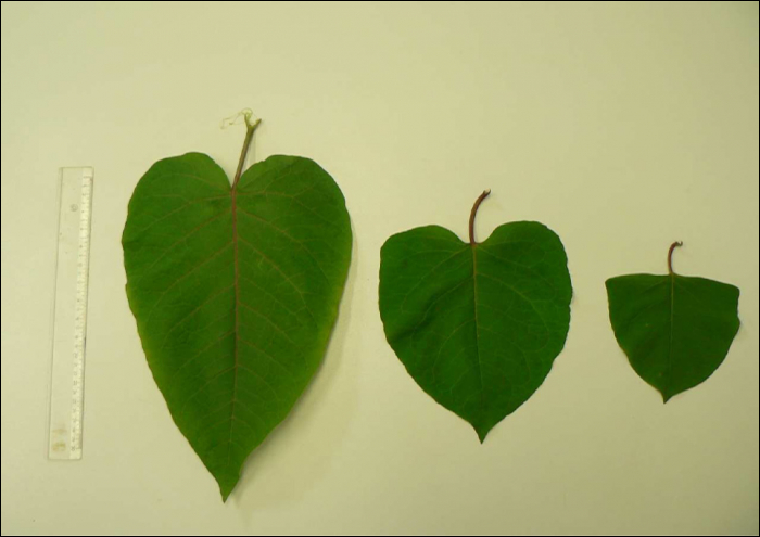 Fallopia japonica, F. sachalinensis,...(=Reynoutria japonica)