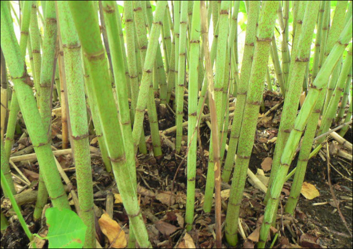 Fallopia japonica, F. sachalinensis,...(=Reynoutria japonica)