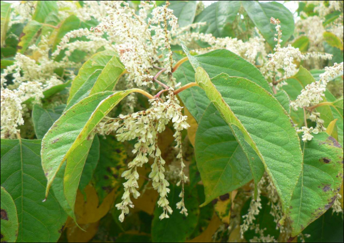 Fallopia japonica, F. sachalinensis,...(=Reynoutria japonica)