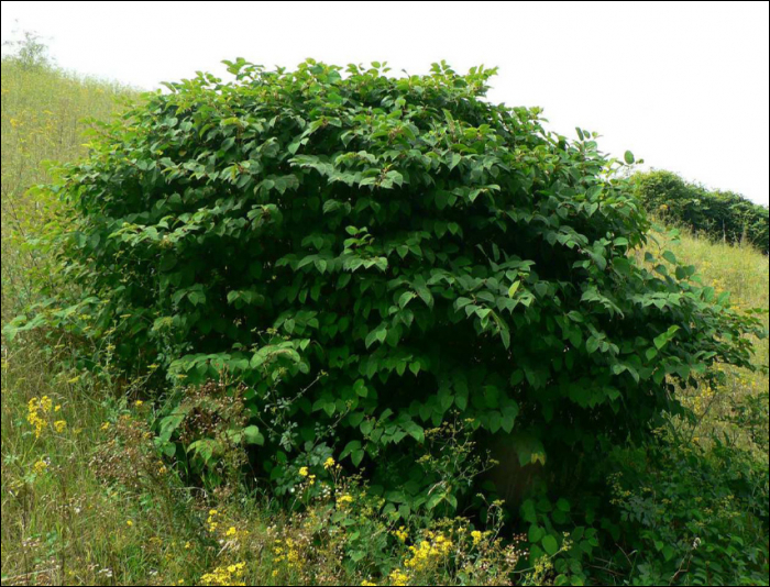 Fallopia japonica, F. sachalinensis,...(=Reynoutria japonica)