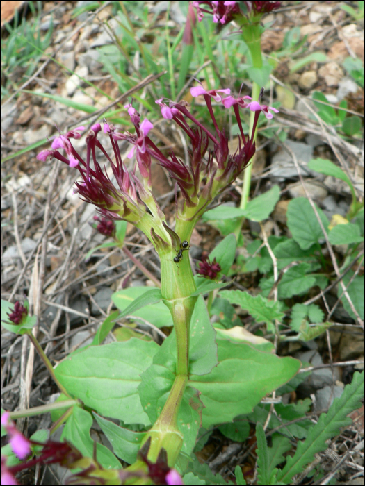 Fedia cornucopiae