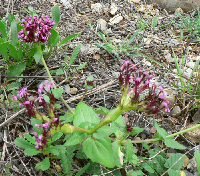 Fedia cornucopiae