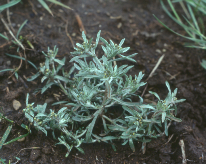 Filaginella uliginosa (L.) (=Gnaphalium uliginosum)