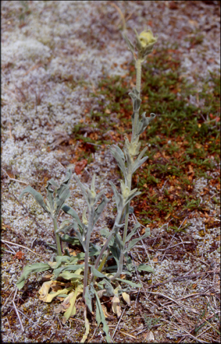 Filago vulgaris Lam.Filago Germanica L.