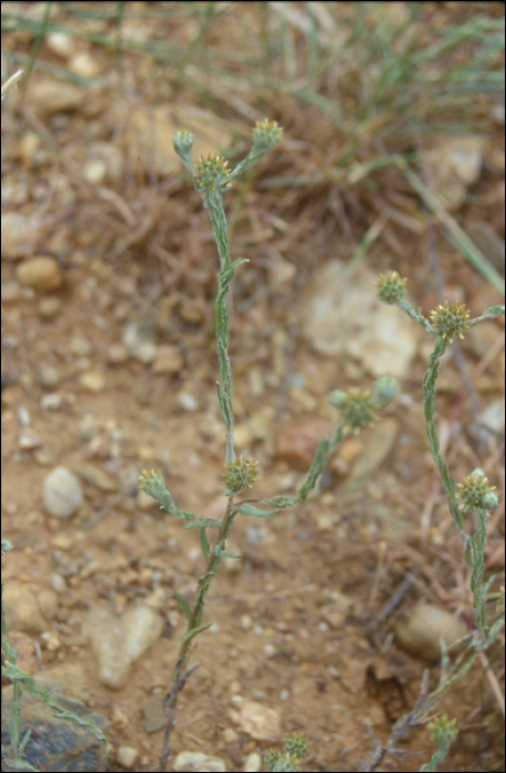 Filago vulgaris Lam.Filago Germanica L.