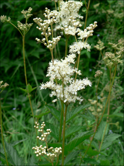 Filipendula ulmaria Maxim (=Spiraea ulmaria L.)