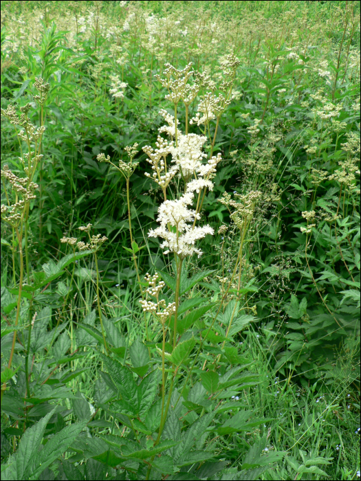 Filipendula ulmaria Maxim (=Spiraea ulmaria L.)