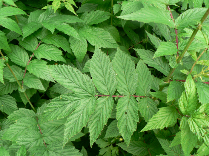 Filipendula ulmaria Maxim (=Spiraea ulmaria L.)