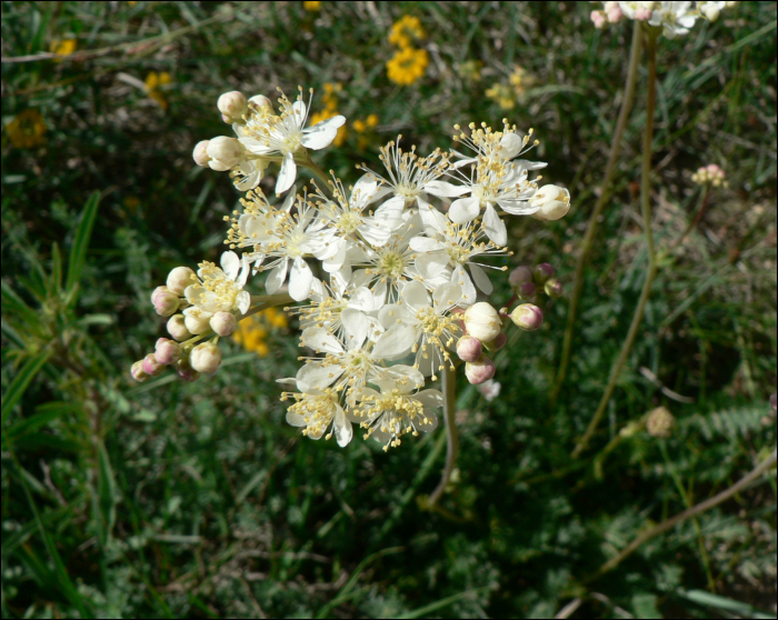 Filipendula vulgaris (=Filipendula hexapetala)